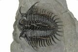 Spiny Comura Trilobite - Great Preparation #245929-2